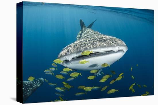 Whale Shark and Golden Trevally, Cenderawasih Bay, West Papua, Indonesia-Pete Oxford-Premier Image Canvas