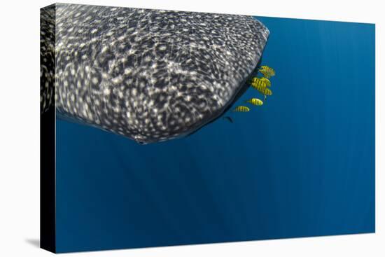 Whale Shark and Golden Trevally, Cenderawasih Bay, West Papua, Indonesia-Pete Oxford-Premier Image Canvas