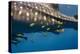 Whale Shark and Golden Trevally, Cenderawasih Bay, West Papua, Indonesia-Pete Oxford-Premier Image Canvas