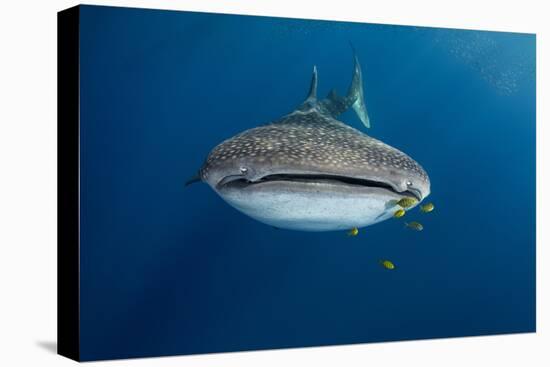 Whale Shark and Golden Trevally, Cenderawasih Bay, West Papua, Indonesia-Pete Oxford-Premier Image Canvas