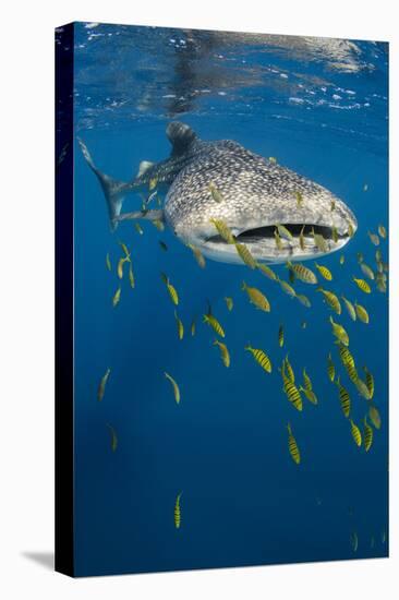 Whale Shark and Golden Trevally, Cenderawasih Bay, West Papua, Indonesia-Pete Oxford-Premier Image Canvas
