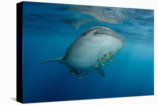 Whale Shark and Golden Trevally, Cenderawasih Bay, West Papua, Indonesia-Pete Oxford-Premier Image Canvas