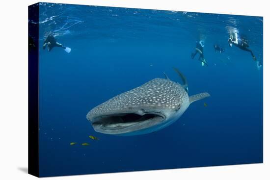 Whale Shark and People. Cenderawasih Bay, West Papua, Indonesia-Pete Oxford-Premier Image Canvas