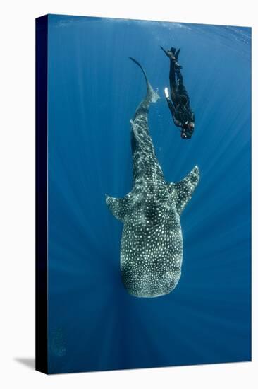 Whale Shark and Tourist. Cenderawasih Bay, West Papua, Indonesia-Pete Oxford-Premier Image Canvas