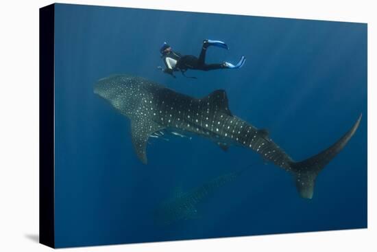 Whale Shark and Tourist. Cenderawasih Bay, West Papua, Indonesia-Pete Oxford-Premier Image Canvas