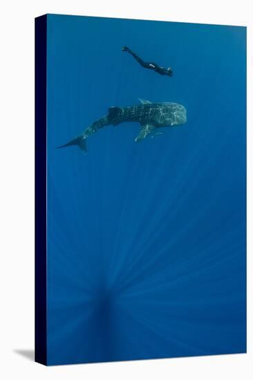 Whale Shark and Tourist. Cenderawasih Bay, West Papua, Indonesia-Pete Oxford-Premier Image Canvas