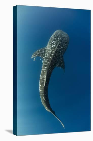 Whale Shark, Cenderawasih Bay, West Papua, Indonesia-Pete Oxford-Premier Image Canvas