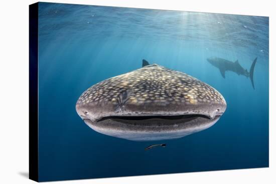 Whale Shark, Cenderawasih Bay, West Papua, Indonesia-Pete Oxford-Premier Image Canvas