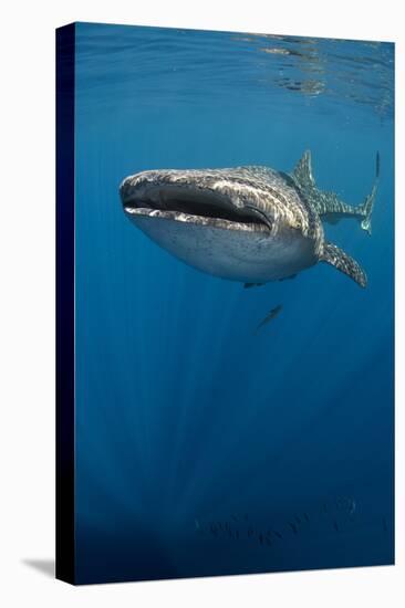 Whale Shark, Cenderawasih Bay, West Papua, Indonesia-Pete Oxford-Premier Image Canvas