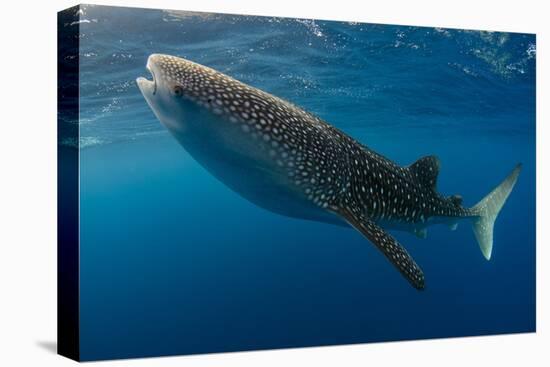 Whale Shark, Cenderawasih Bay, West Papua, Indonesia-Pete Oxford-Premier Image Canvas