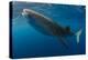 Whale Shark, Cenderawasih Bay, West Papua, Indonesia-Pete Oxford-Premier Image Canvas