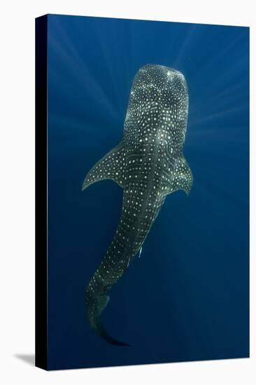 Whale Shark, Cenderawasih Bay, West Papua, Indonesia-Pete Oxford-Premier Image Canvas