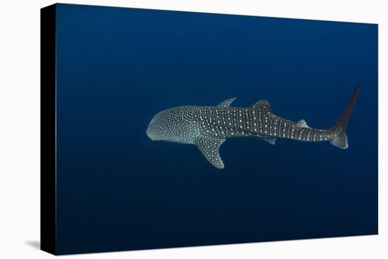 Whale Shark, Cenderawasih Bay, West Papua, Indonesia-Pete Oxford-Premier Image Canvas