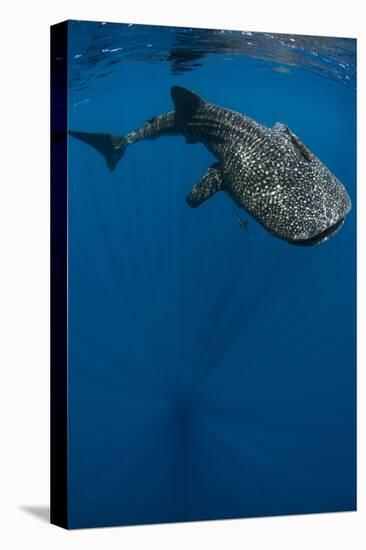 Whale Shark, Cenderawasih Bay, West Papua, Indonesia-Pete Oxford-Premier Image Canvas