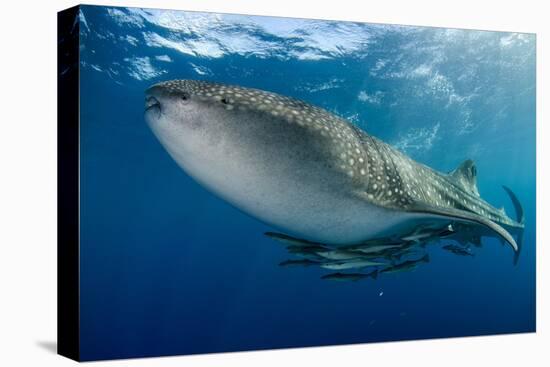 Whale Shark, Cenderawasih Bay, West Papua, Indonesia-Pete Oxford-Premier Image Canvas