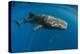 Whale Shark, Cenderawasih Bay, West Papua, Indonesia-Pete Oxford-Premier Image Canvas