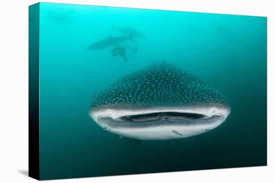 Whale shark feeding on zooplankton, Thailand-Sirachai Arunrugstichai-Premier Image Canvas