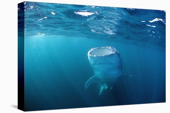 Whale Shark Filter Feeding on Plankton (Rhincodon Typus), Thailand, Indian Ocean.-Reinhard Dirscherl-Premier Image Canvas