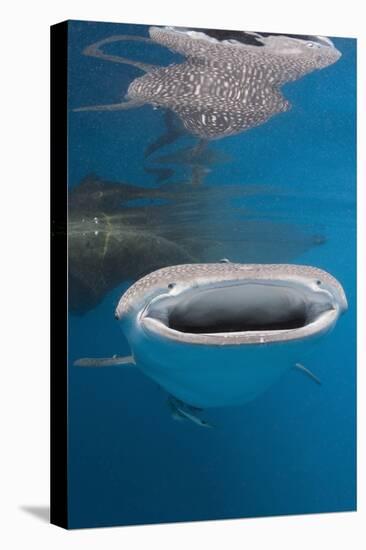 Whale Shark Filter Feeding-Reinhard Dirscherl-Premier Image Canvas