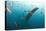 Whale shark Galapagos Islands, Darwin Island and Arch-Michele Westmorland-Premier Image Canvas