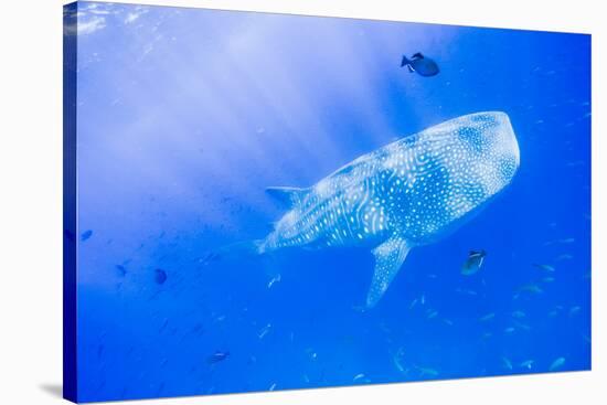 Whale Shark, Galapagos Islands National Park, Ecuador-Stuart Westmorland-Premier Image Canvas