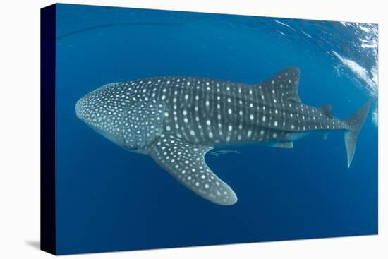 Whale shark, Madagascar, Indian Ocean, Africa-Dan Burton-Premier Image Canvas