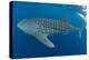 Whale shark, Madagascar, Indian Ocean, Africa-Dan Burton-Premier Image Canvas