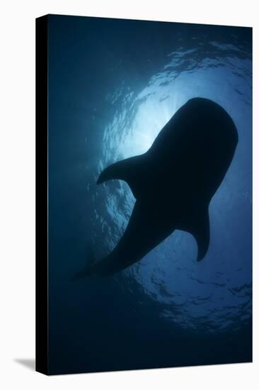 Whale Shark (Rhincodon Typus) Backlit, Isla Mujeres, Caribbean Sea, Mexico, August-Claudio Contreras-Premier Image Canvas
