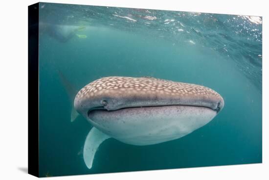 Whale Shark (Rhincodon Typus,) Filter Feeding Underwater Off El Mogote, Near La Paz-Michael Nolan-Premier Image Canvas