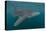 Whale Shark (Rhincodon Typus), Filter Feeding Underwater Off El Mogote, Near La Paz-Michael Nolan-Premier Image Canvas