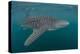 Whale Shark (Rhincodon Typus), Filter Feeding Underwater Off El Mogote, Near La Paz-Michael Nolan-Premier Image Canvas