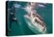 Whale Shark (Rhincodon Typus) Underwater with Snorkelers Off El Mogote, Near La Paz-Michael Nolan-Premier Image Canvas