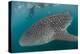 Whale Shark (Rhincodon Typus), Underwater with Snorkelers Off El Mogote, Near La Paz-Michael Nolan-Premier Image Canvas