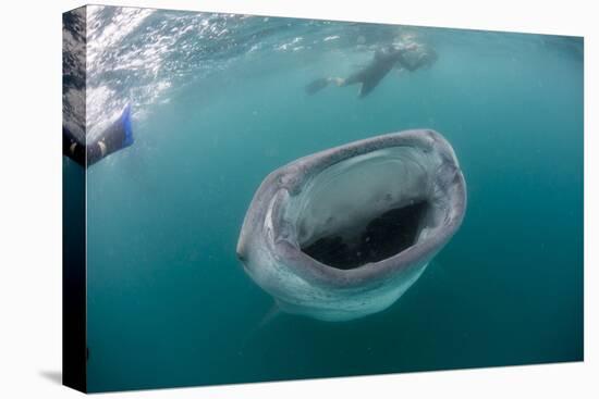 Whale Shark (Rhincodon Typus), Underwater with Snorkelers Off El Mogote, Near La Paz-Michael Nolan-Premier Image Canvas