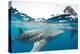 Whale shark, Sakatia Island, Madagascar, Indian Ocean, Africa-Dan Burton-Premier Image Canvas
