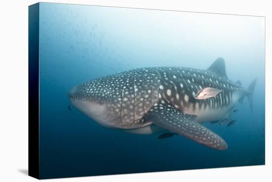 Whale Shark-Michele Westmorland-Premier Image Canvas