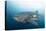 Whale Shark-Michele Westmorland-Premier Image Canvas