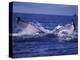 Whale Tail, Alaska, USA-Amos Nachoum-Premier Image Canvas