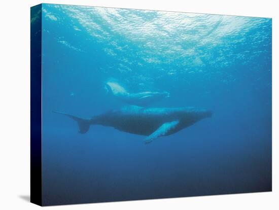 Whales Swimming in Sea-null-Premier Image Canvas