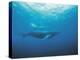 Whales Swimming in Sea-null-Premier Image Canvas