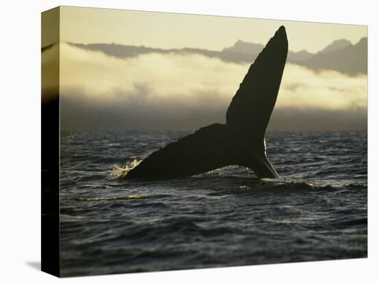 Whales Tale-Art Wolfe-Premier Image Canvas