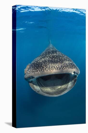 Whaleshark (Rhincodon Typus) Swimming And Filtering Fish Eggs From The Water-Alex Mustard-Premier Image Canvas