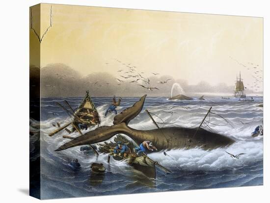 Whaling in South Seas-null-Premier Image Canvas
