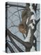 What's Going on - Fox Squirrel-Robert Wavra-Premier Image Canvas
