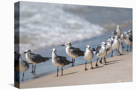 What's Up Gulls-Danny Head-Premier Image Canvas