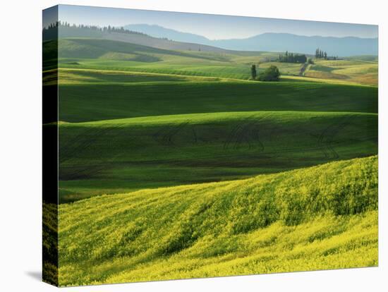 Wheat and Canola, Spokane County, Washington, USA-Charles Gurche-Premier Image Canvas