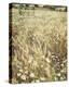 Wheat and Wild Chamomile-Dawne Polis-Stretched Canvas
