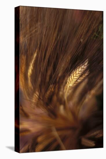 Wheat Closeup-Anna Miller-Premier Image Canvas