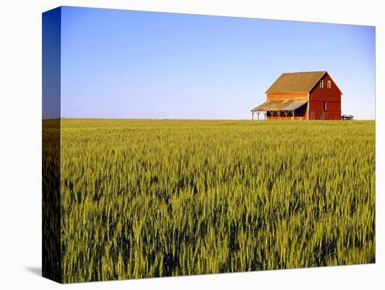 Wheat Crop Growing in Field Before Barn-Terry Eggers-Premier Image Canvas