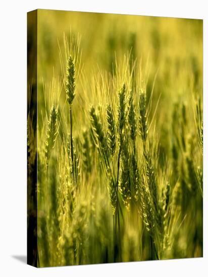 Wheat Crop in Palouse, Washington, USA-Terry Eggers-Premier Image Canvas